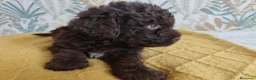Perro de Agua Español perros en venta: Espectacular PDA - Anuncio 11