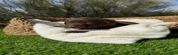 Labrador Retriever perros en venta: LABRADOR CHOCOLATE - Anuncio 4
