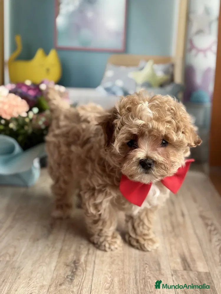 Caniche Toy perros caniche toy apricot  - Anuncio 1