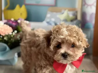 Caniche Toy perros caniche toy apricot - Anuncio 1