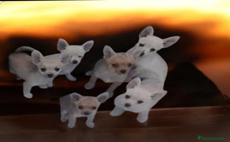 Pomchi perros - Anuncio 1