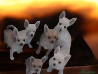 Pomchi perros - Anuncio 29