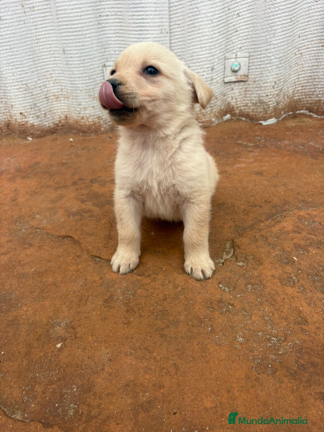 Labrador Retriever perros en venta: Labrador retriever  - Anuncio 15