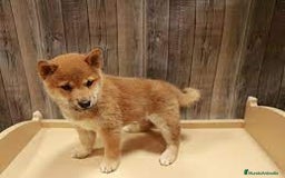Shiba Inu perros en venta: Shiba Inu - Imagen 2