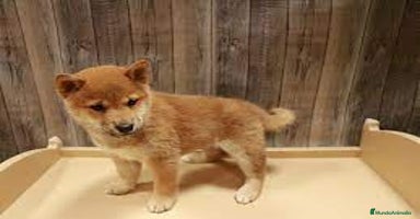 Shiba Inu perros - Anuncio 3