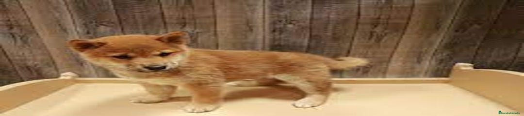 Shiba Inu Cachorro 2