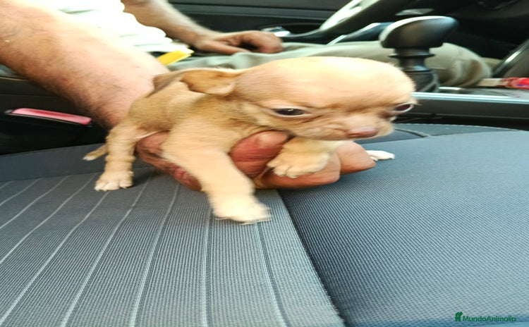 Chihuahua perros - Propaganda 2