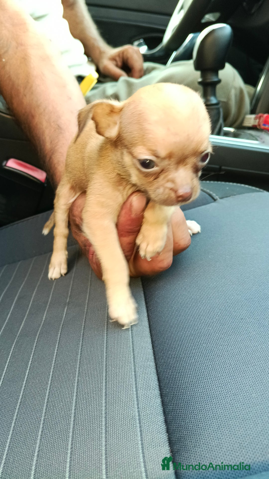 Chihuahua perros en venta: Chigugua toys  - Imagen 1