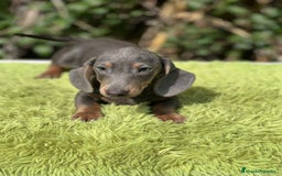 Teckel Miniatura perros en venta: Teckel mini Blue  - Imagen 3