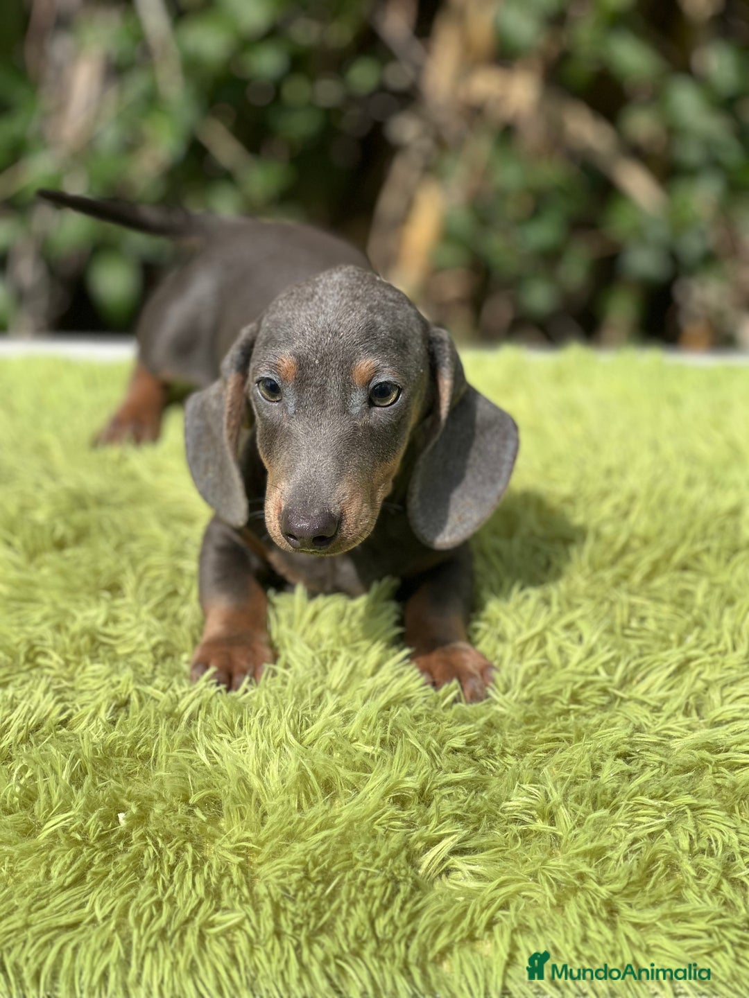 Teckel Miniatura perros en venta: Teckel mini Blue  - Imagen 3