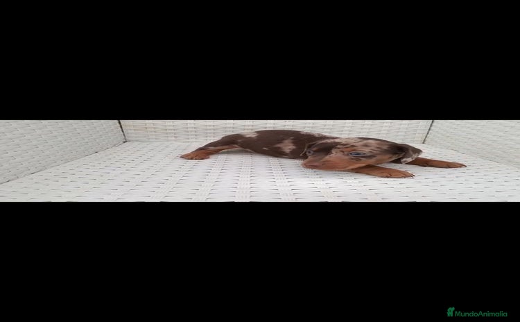 Teckel Miniatura perros - Anuncio 2