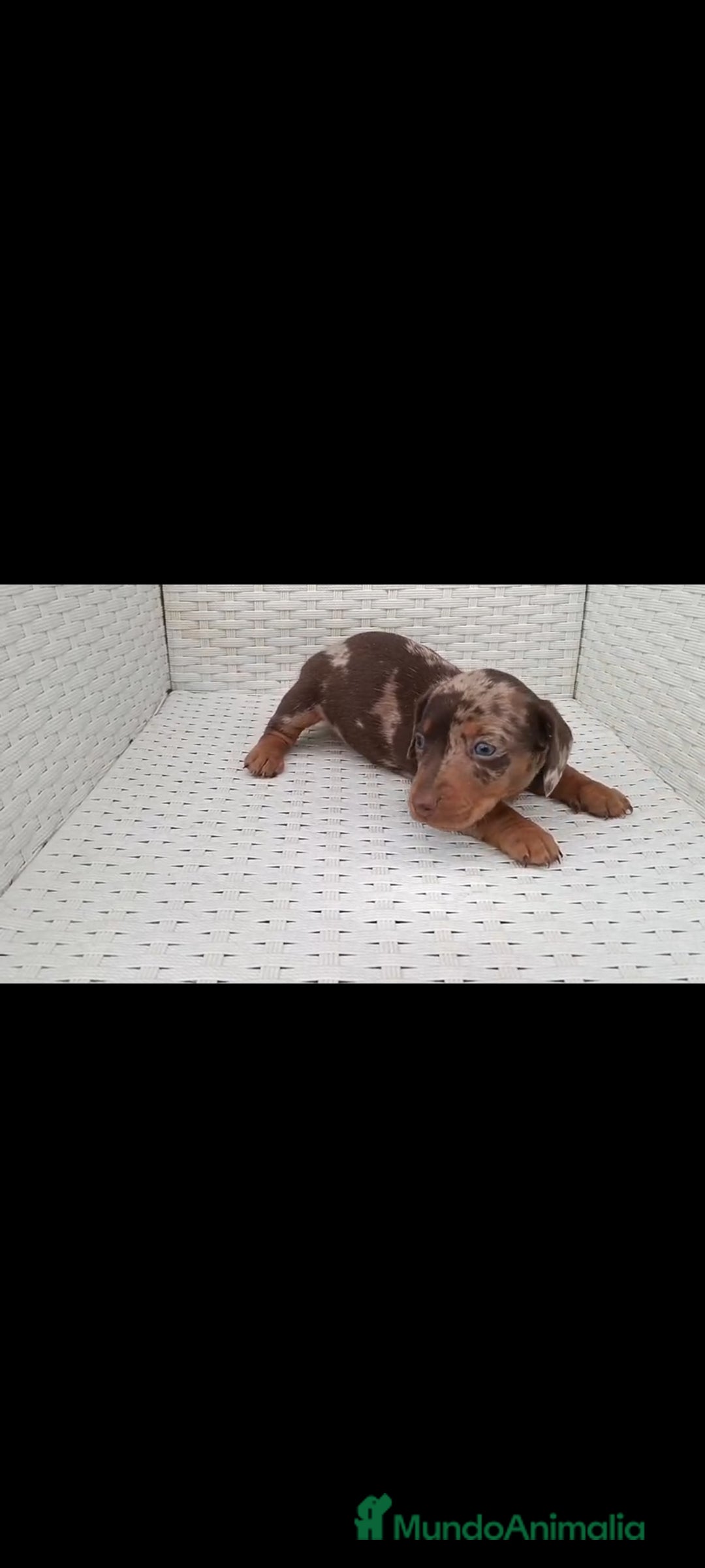 Teckel Miniatura perros en venta: Teckel kaninchen  - Imagen 1