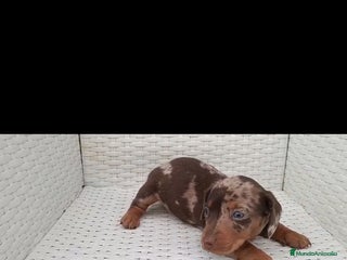 Teckel Miniatura perros - Anuncio 6