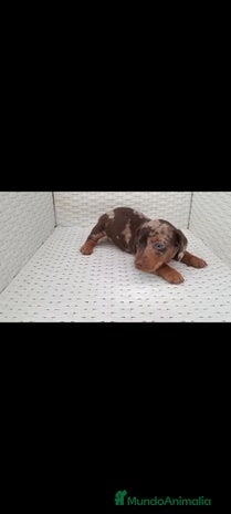 Teckel Miniatura perros - Anuncio 2