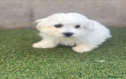 Bichón Maltés perros en venta: Bichon maltés toy - Imagen 5