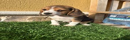Beagle perros en venta: Preciosos cachorros de Beagle  - Anuncio 23