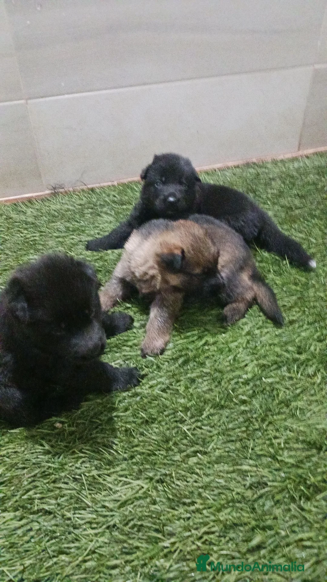 Pastor Alemán perros en venta: Pastores alemanes negro solido - Anuncio 2