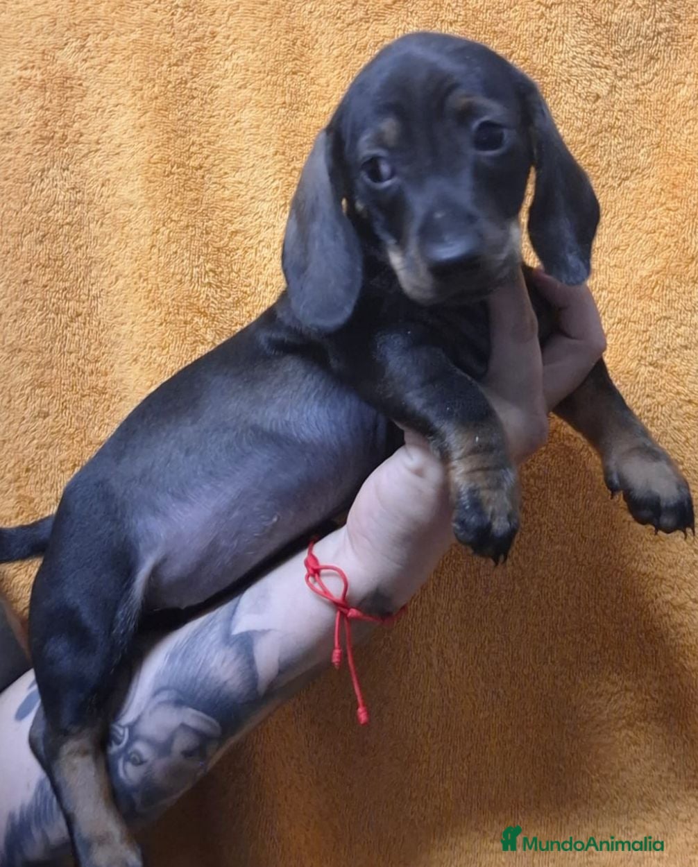 Teckel Miniatura perros Teckel  - Anuncio 10