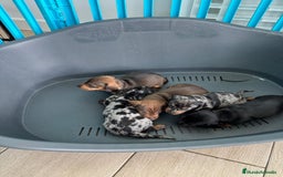 Teckel perros en venta: Teckel hembra  - Imagen 2