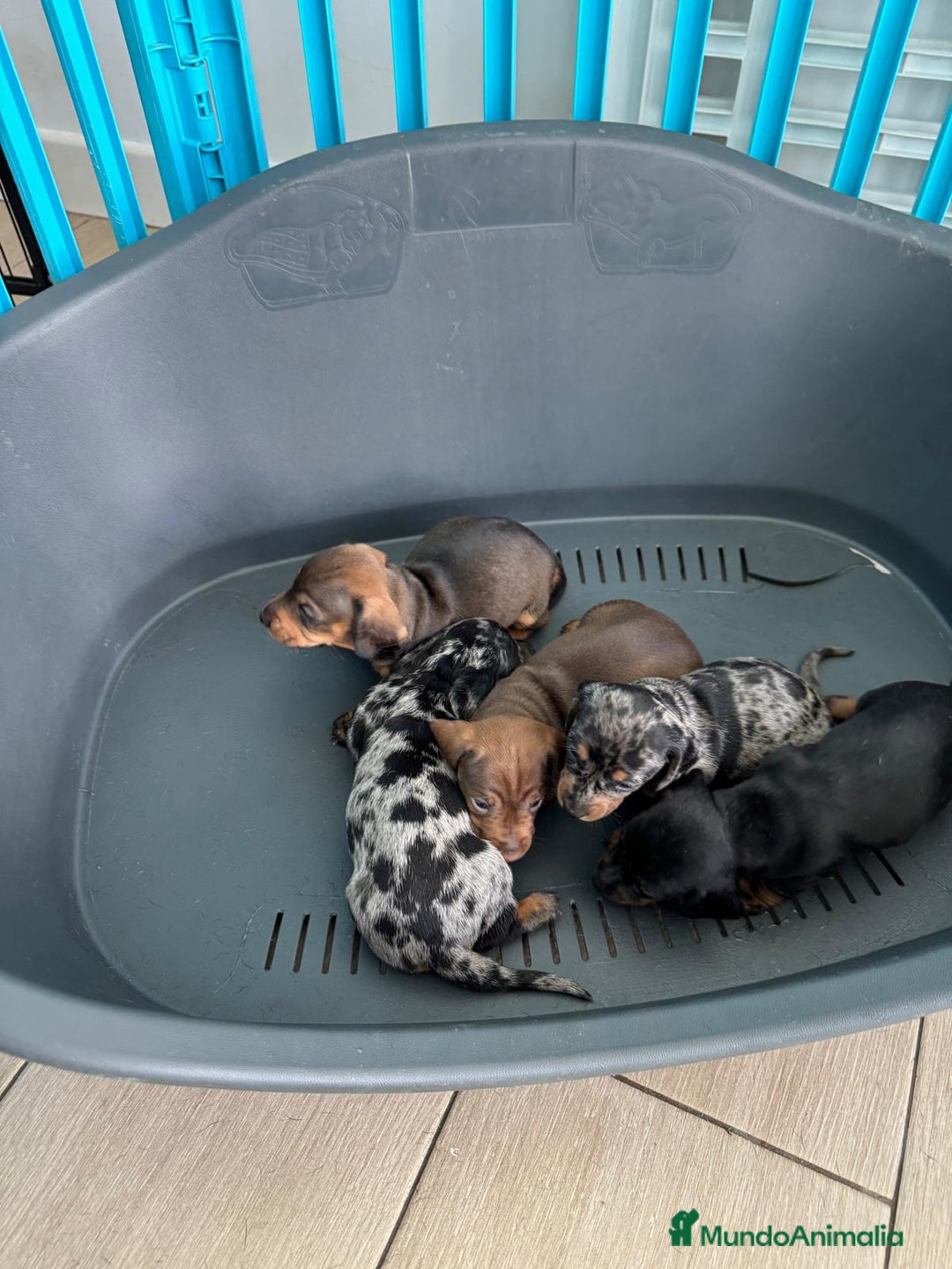 Teckel perros en venta: Teckel hembra  - Imagen 2