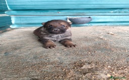 Perro Lobo Checoslovaco perros en venta: Perro lobo checoslovaco - Imagen 2