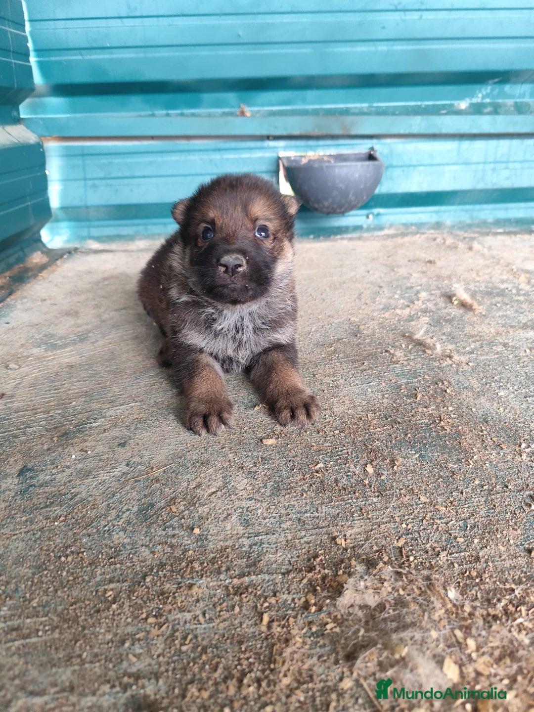 Perro Lobo Checoslovaco perros en venta: Perro lobo checoslovaco - Imagen 2