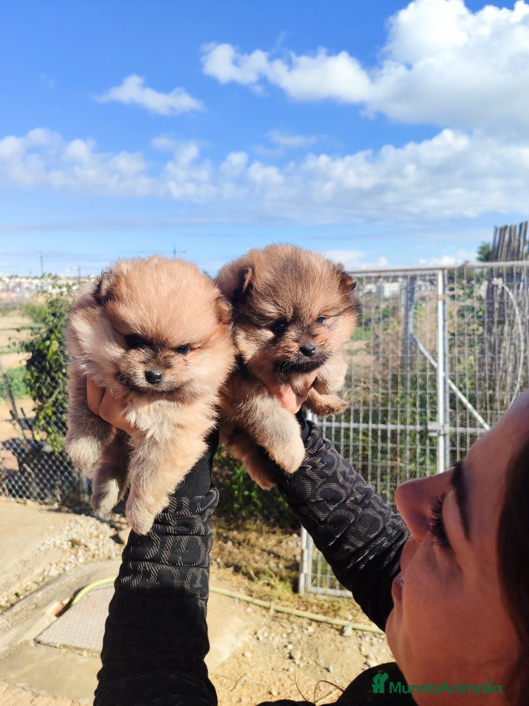 Pomerania perros en venta: Lulú de pomerania precio real - Anuncio 5