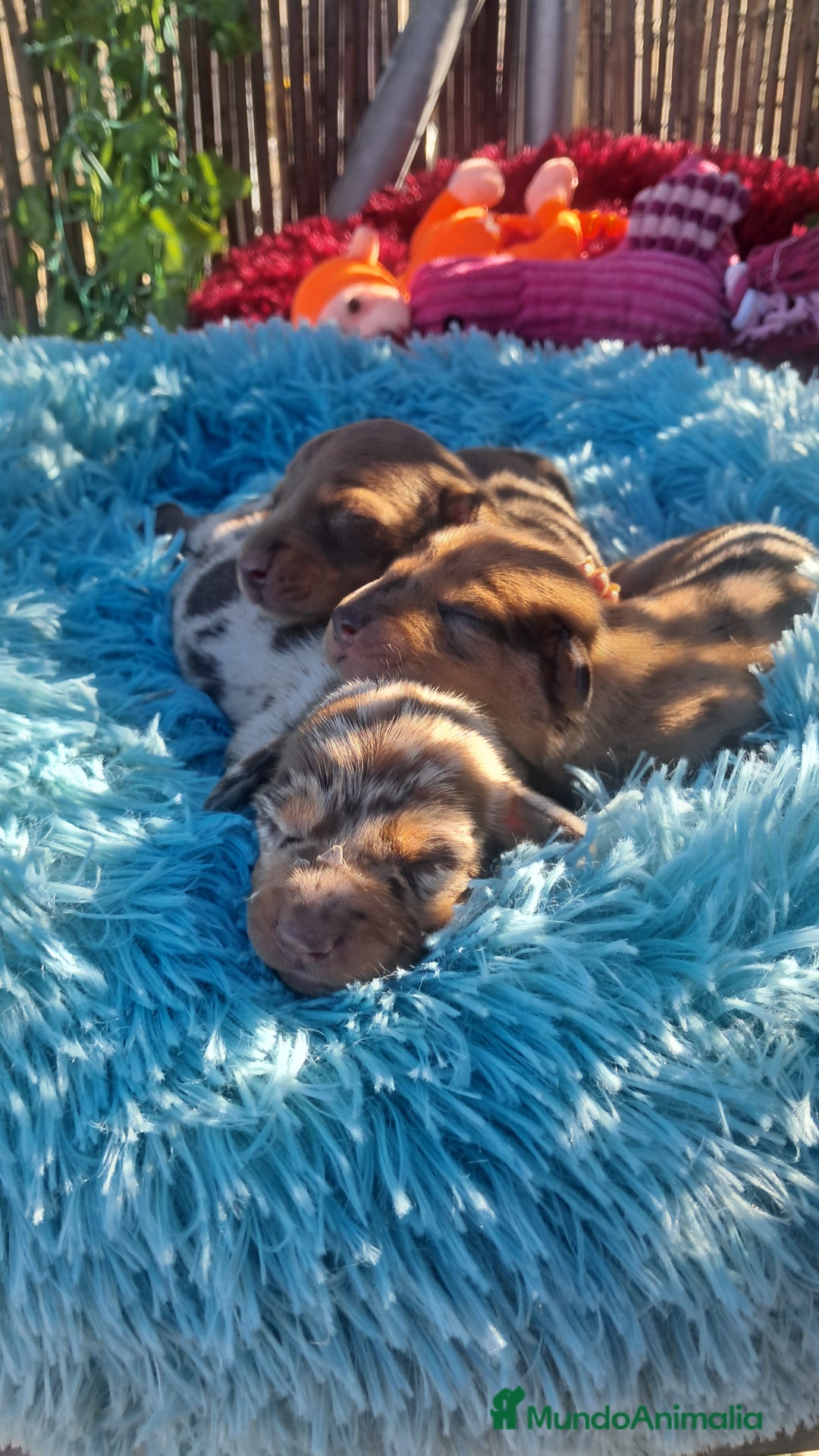 Teckel Miniatura perros en venta: Bebés Teckels (perro salchicha ) - Anuncio 2