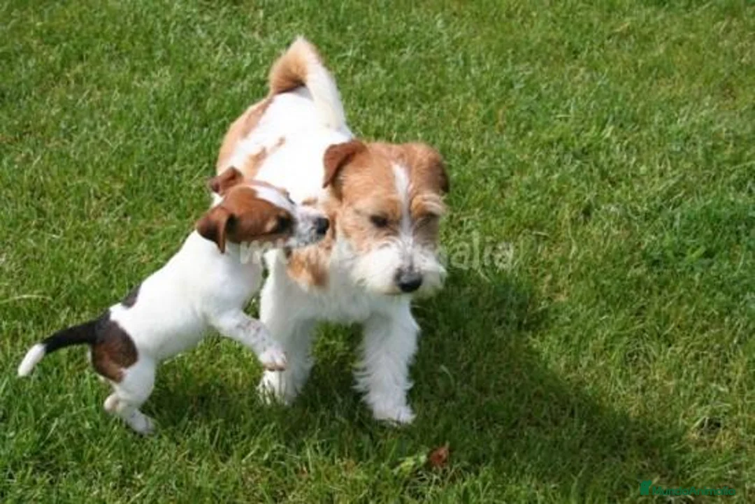 Imagen de galería {{count}}