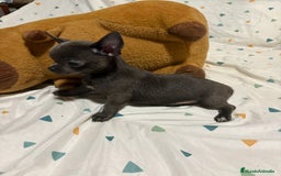 Chihuahua perros en venta: Chihuahua toy blue - Imagen 1