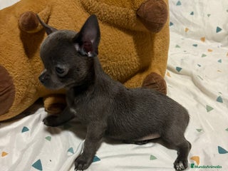 Chihuahua perros - Anuncio 12