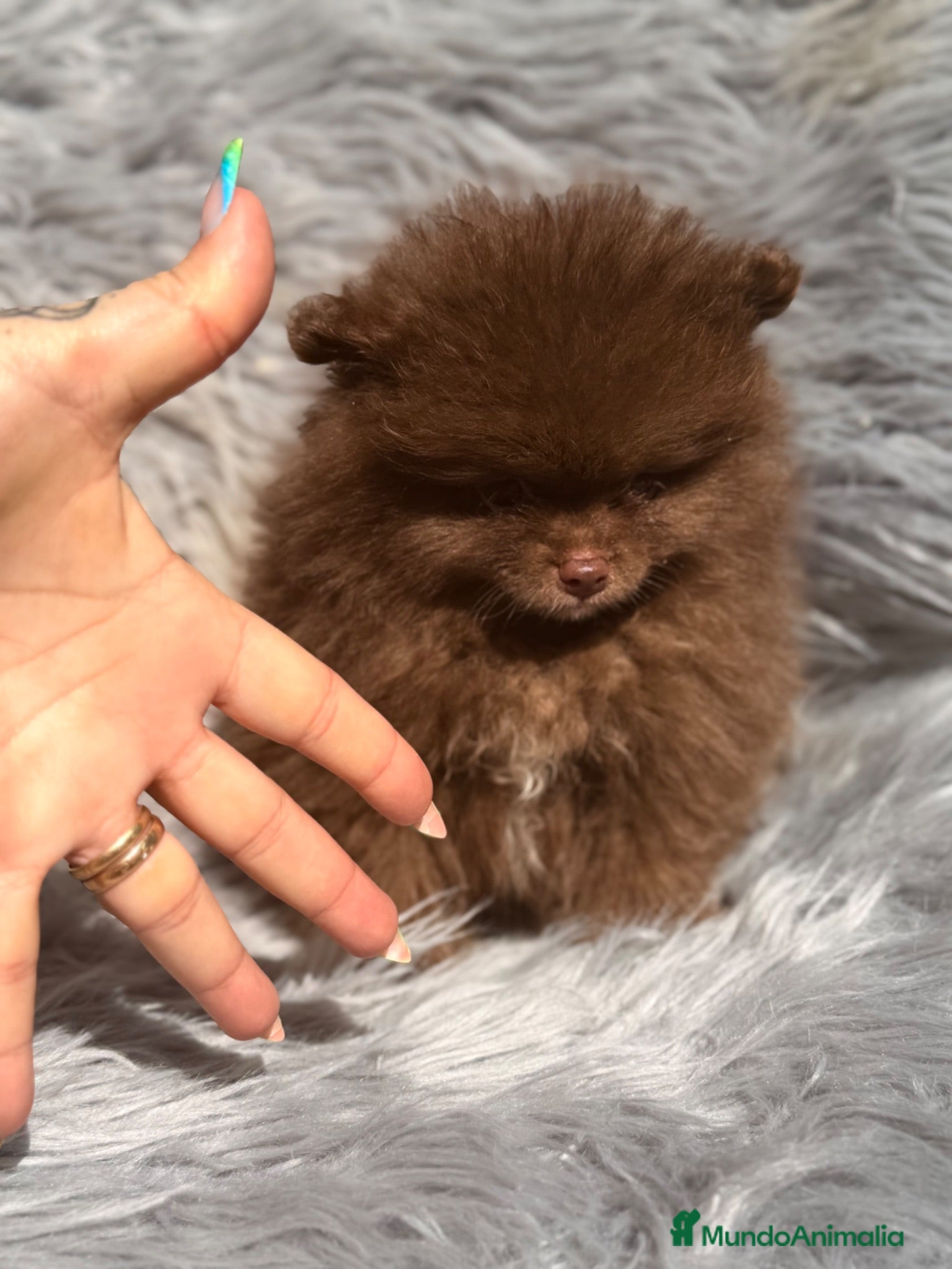 Pomerania perros Pomerania cara oso chocolate  - Anuncio 3
