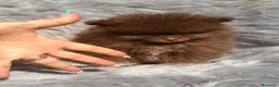 Pomerania perros en venta: Pomerania cara oso chocolate  - Anuncio 1