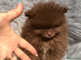 Pomerania perros Pomerania cara oso chocolate - Anuncio 23