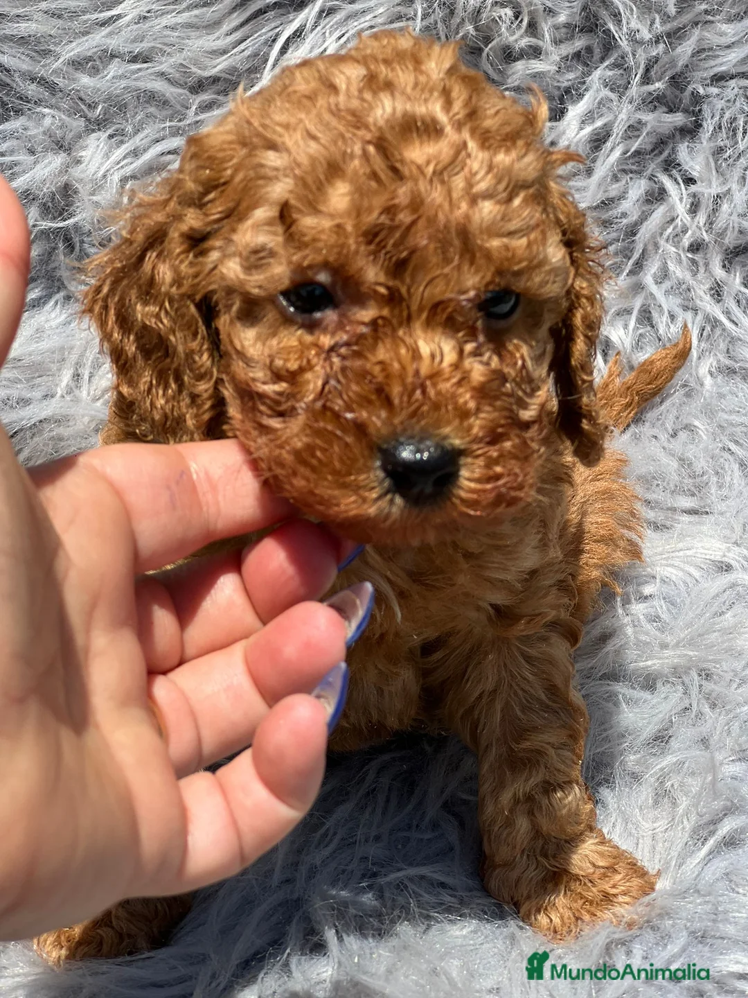 Caniche Toy perros en venta: Caniche - Anuncio 9