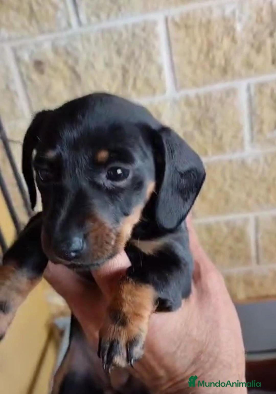 Teckel perros en venta: Teckel  - Anuncio 1