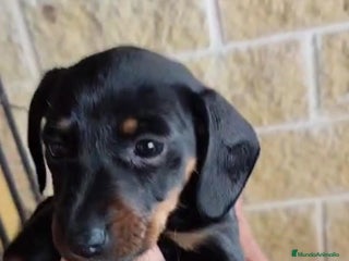 Teckel perros Teckel - Anuncio 1