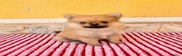 Pomerania perros en venta: Pomerania  - Anuncio 3