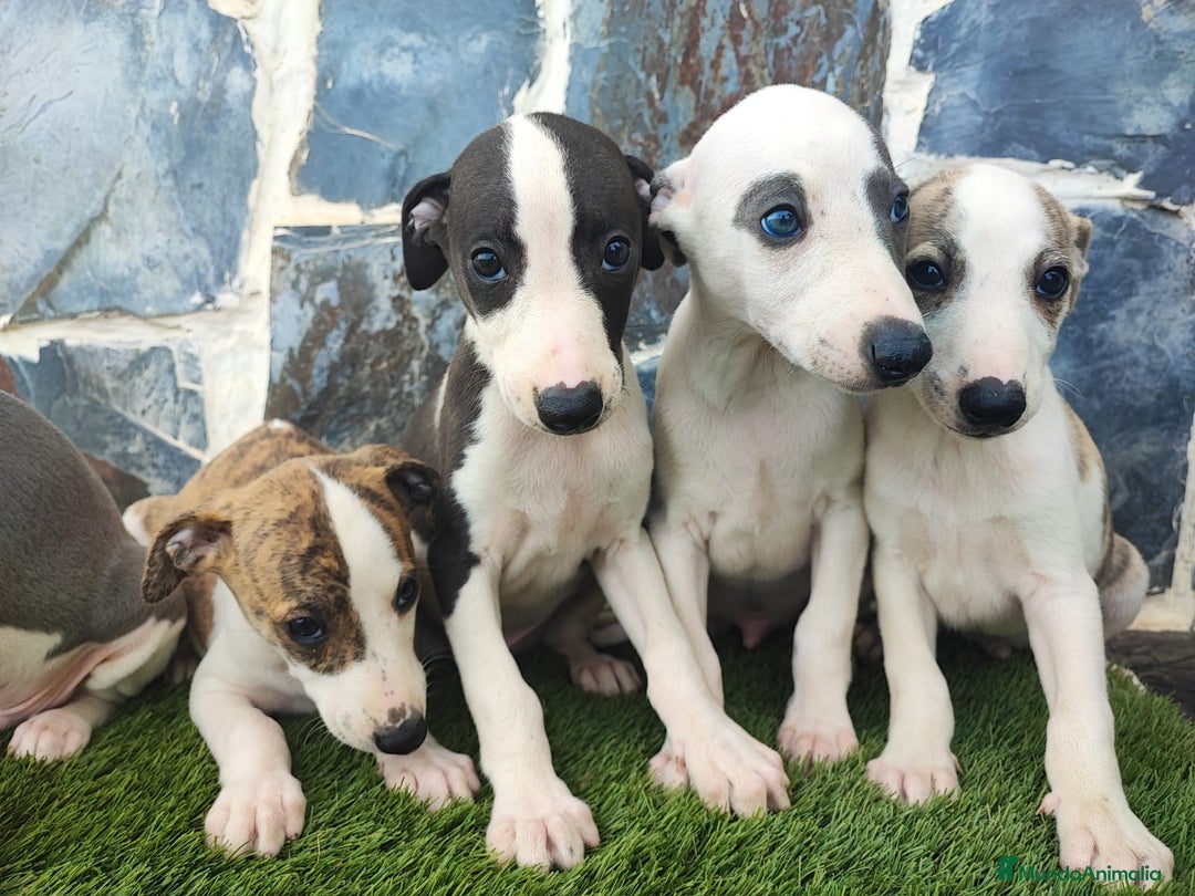 Whippet perros en venta: WHIPPET MACHOS - Imagen 5