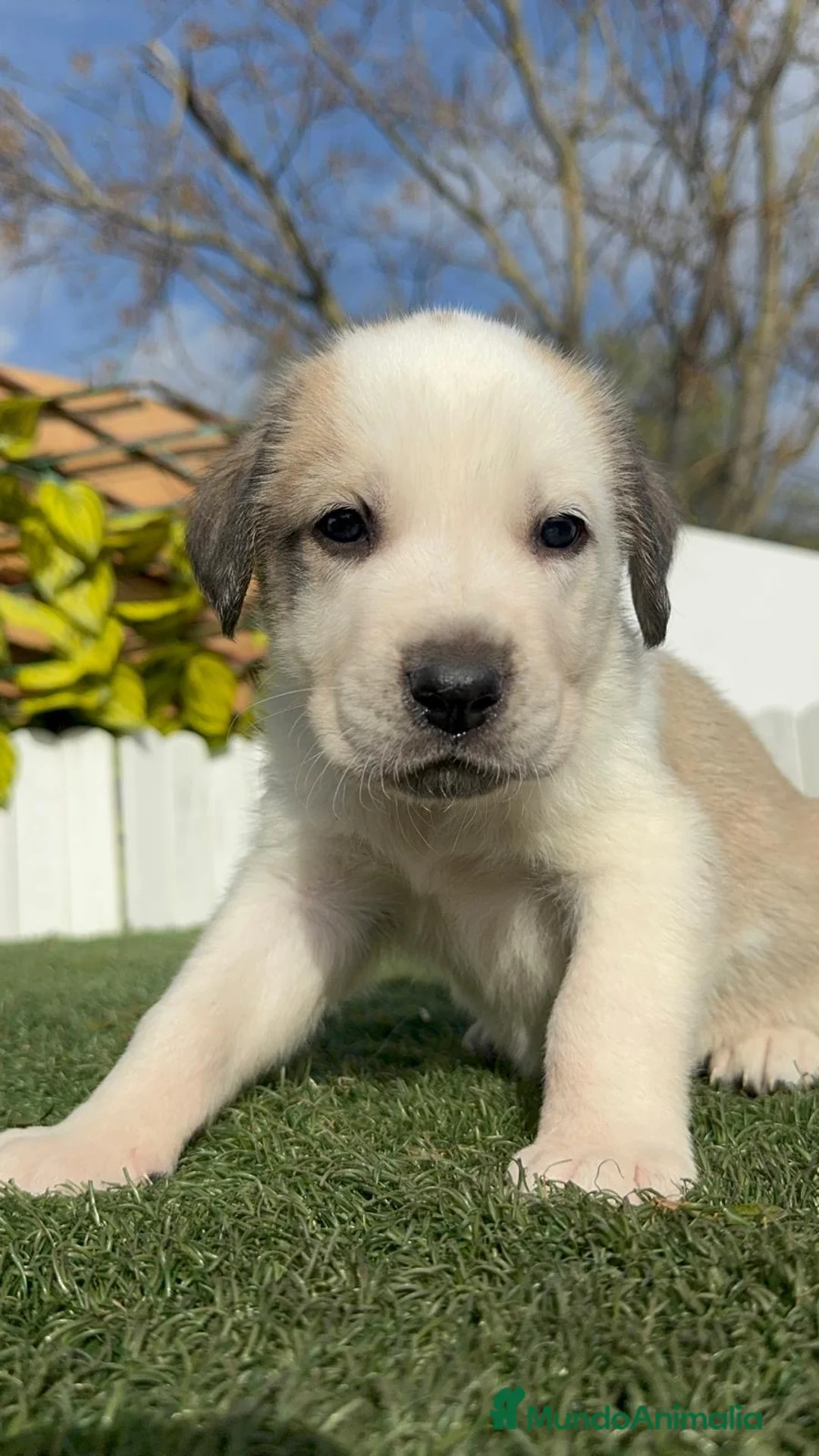 Mastín Español perros en venta: MASTIN ESPAÑOL  - Anuncio 1