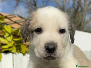 Mastín Español perros MASTIN ESPAÑOL - Anuncio 3