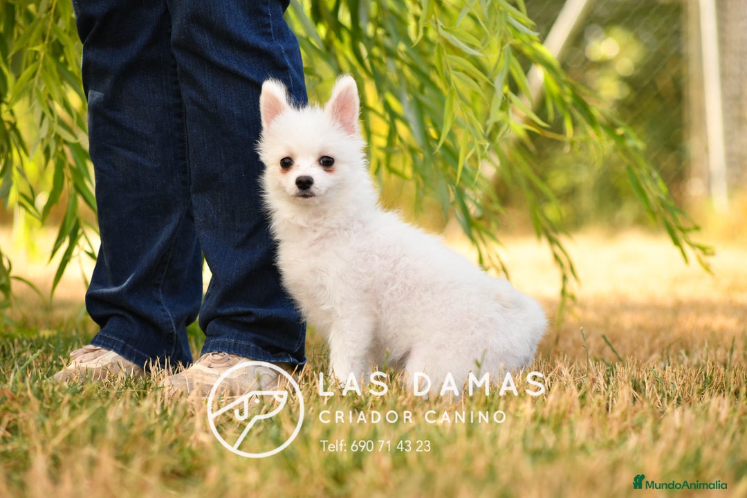 Pomerania perros en venta: Macho pomerania blanco - Imagen 4