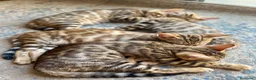 Bengalí gatos en venta: 3 Hembras 1 Macho - Gato Bengalí - Anuncio 6