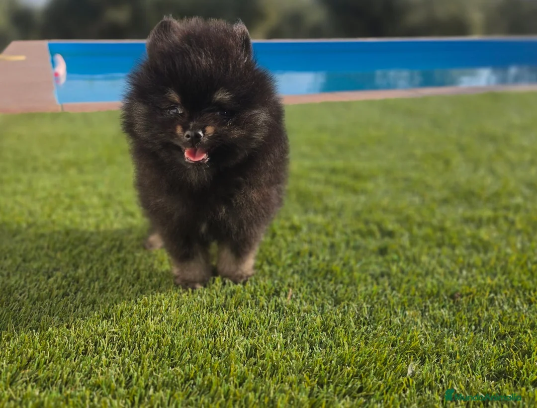 Pomerania perros en venta: LULU DE POMERANIA TOY - Anuncio 3