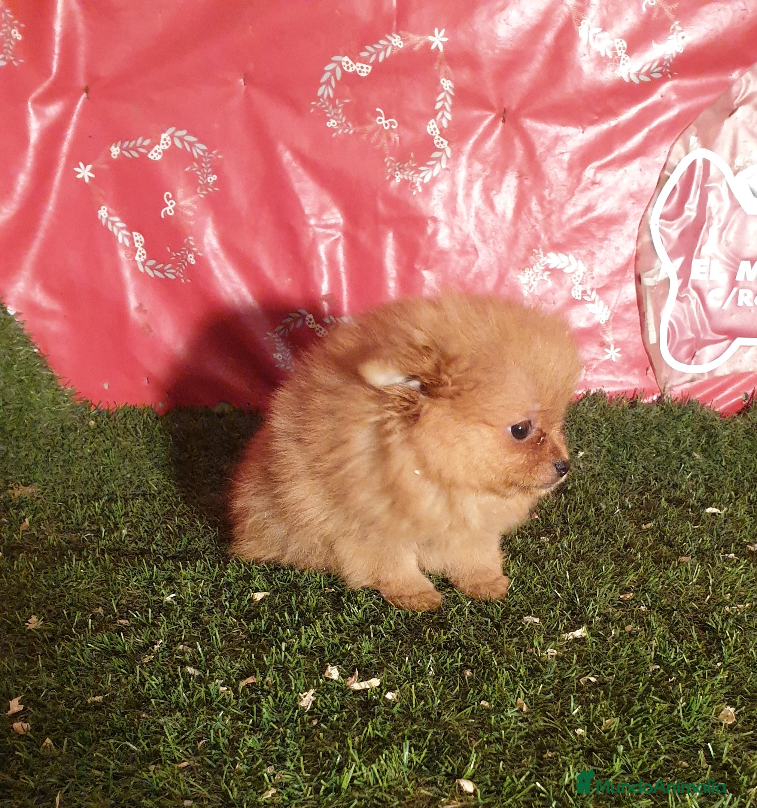 Pomerania perros CACHORROS DE POMERANIA en Madrid - Anuncio 2