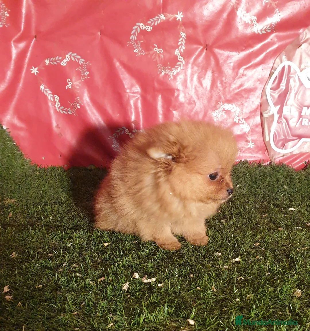 Pomerania perros en venta: CACHORROS DE POMERANIA en Madrid - Anuncio 2