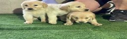 Golden Retriever perros en venta: camada golden retriever - Anuncio 3