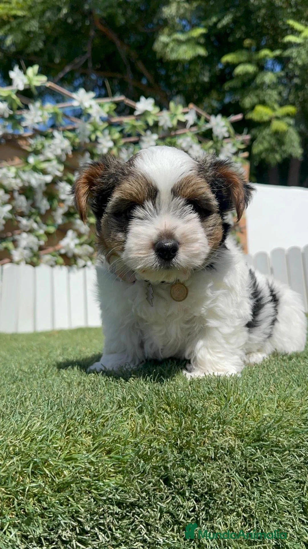 Yorkshire Terrier perros en venta: YORKSHIRE BIEWER HEMBRA - Anuncio 2