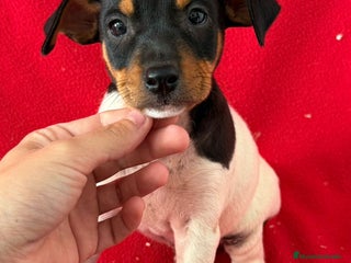 Ratonero Bodeguero Andaluz perros - Anuncio 2