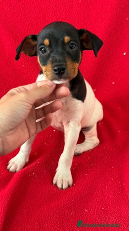 Ratonero Bodeguero Andaluz perros - Anuncio 2